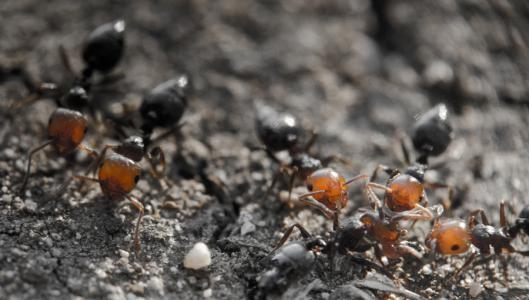 蚂蚁怕水吗 为什么 