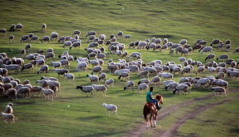 哪里可以看到羊群 牛群和马群 