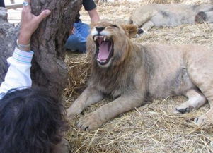 美柚视频怎么发
见自己的孩子被狮子吃了