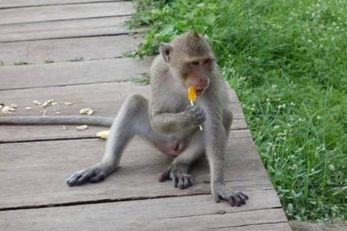 芭蕉视频免费
见白猴子是什么预兆(白天芭蕉视频免费
见猴子是什么预兆)