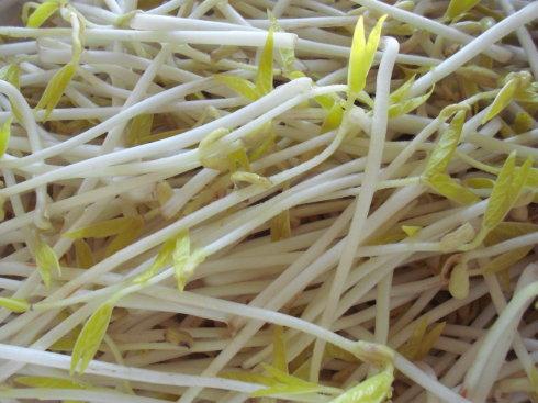 自己家生的绿豆芽是苦的能吃吗 