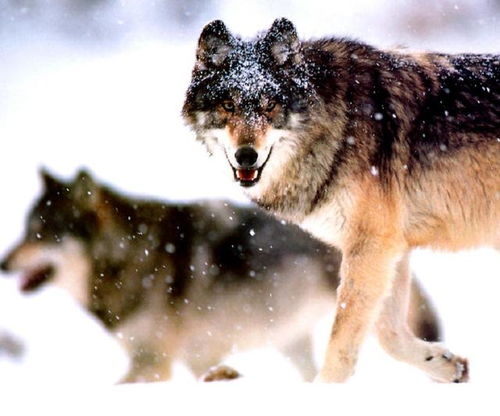 狼见了都要叫大哥的 猞猁 ,在森林里到底有多恐怖