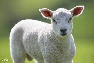 属羊的和谁在一起最配 属羊石榴福利视频
万万不可小看