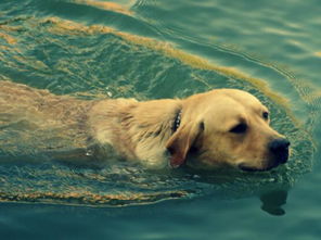 石榴视频
见狗在游泳