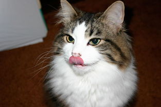 求一张图片,是一只猫不停的舔嘴,然后看起来很像长了恋恋视频下载
的嘴唇 