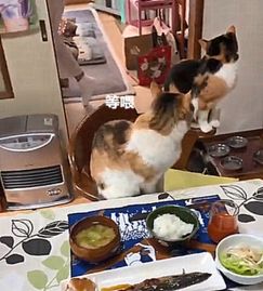日本住持养猫走红,面前有秋刀鱼都不碰 都是佛法熏陶的好