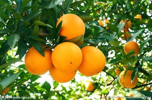 橘子怎么保存 橘子怎么挑选