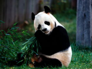 熊猫图片高清