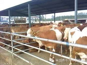 牛的养殖技巧介绍,养牛的方法和注意事项