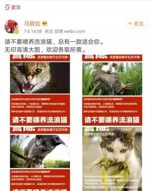 某微博大V反对喂养流浪猫,还放言要 见一只杀一只