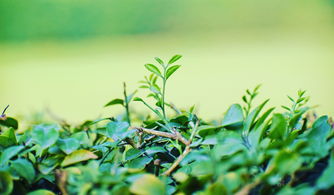 奇妙的植物世界——小学生作文写植物之感悟，小学生作文写植物的作文350字