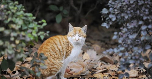 为啥外国人养的都是土猫