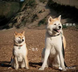 秋田 柴犬,傻傻分不清楚 全面解读两者区别