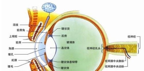 为什么现在手术可以治疗近视，但感觉很少人去做呢有没有必要做