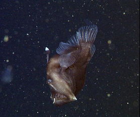美海岸拍到深海怪鱼长相骇人 黑角安康雌鱼