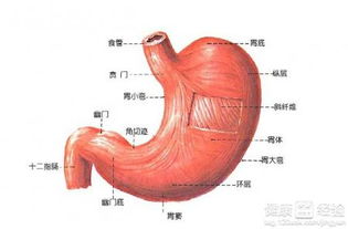 消化不良什么原因引起的