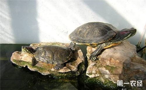 乌龟要怎么养 3个乌龟的养殖方法介绍