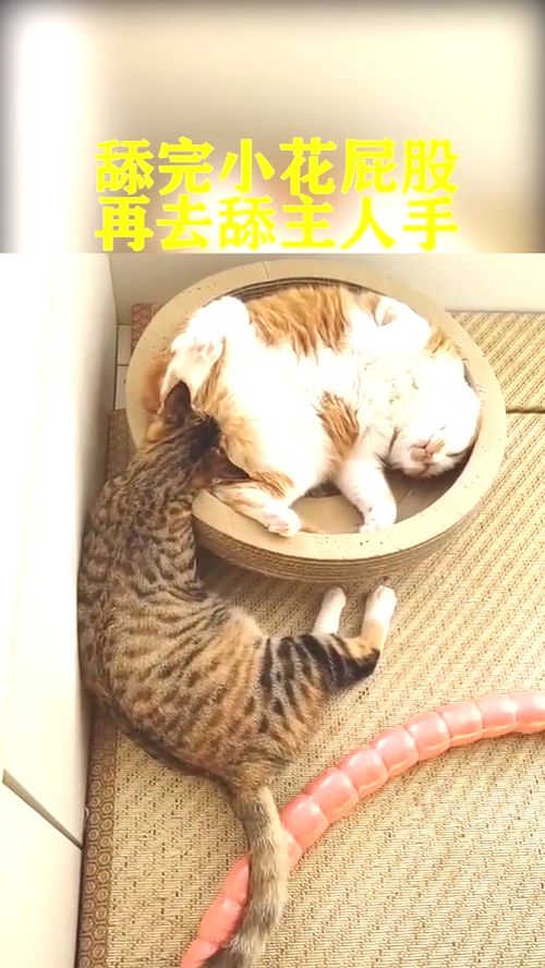 不看这个视频,你的猫还在亲你的嘴 