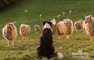 如何训练幼犬放羊
