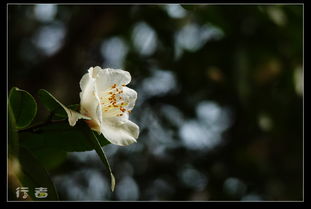 暗香的花朵