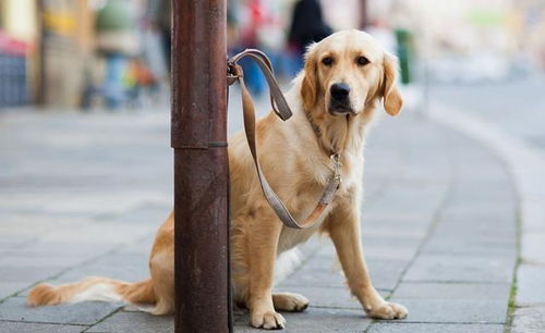 狗狗散步不肯便便 除了有故意拖延的嫌疑,或还是牵引绳的 锅