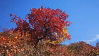 沂蒙山红叶之旅