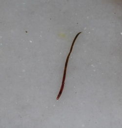 浴室里经常发现这种小虫子,这是什么虫子,有什么方法可以防治 