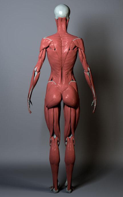 肌肉骨架解剖 女版 绘画参考