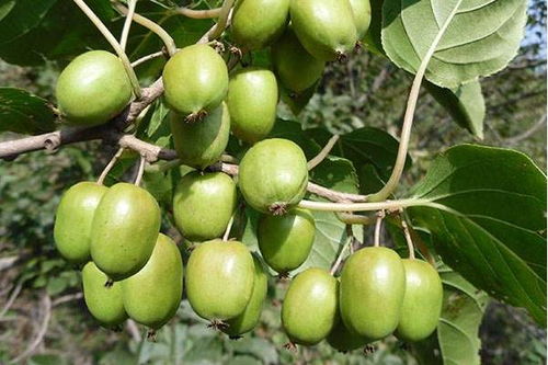 种植软枣猕猴桃要注意的6个事项,早了解能避免后期出现问题