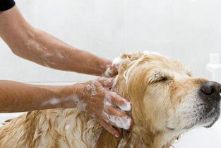 如果没有沐浴露了用什么代替给狗狗洗一次澡呢 