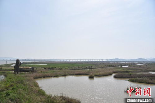 浙江漩门湾湿地的 治与守 让城市融入大自然 