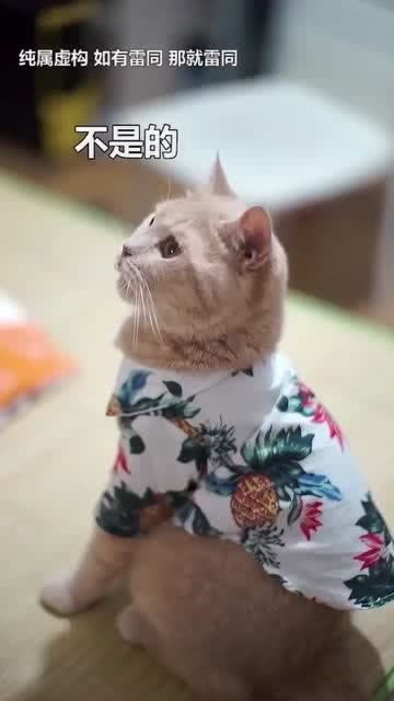 宝贝猫被猫贩子拐走,没想到把猫贩子吃穷了 