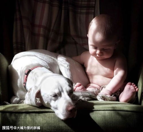 狗狗被虐待后害怕人,却特别爱护小宝宝,狗狗 因为它啥也不懂