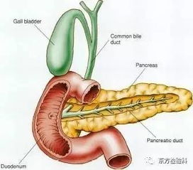 胰腺炎(什么是胰腺炎)