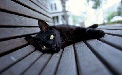 养猫就要养 黑猫 发财长寿全靠它
