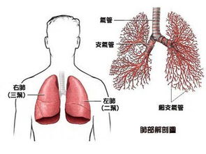 很遗憾,肺癌被发现时已是中晚期 出现这6个特征,要及时检查 