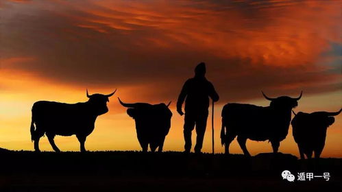 属牛2020年运势及运程如何,2020年属牛人的全年运势