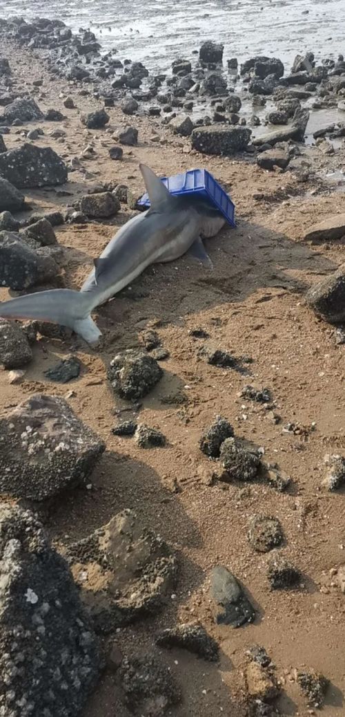 两米长鲨鱼为何会在胶州湾东岸出现 专家给出解读 