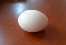 鸡蛋还分 公母 养鸡老翁说漏嘴 用这四个方法轻松辨别母鸡蛋 时候 