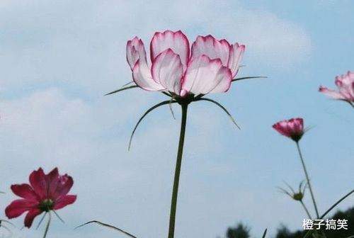 3月中旬,三星座桃花高涨,前任回头,理想婚姻触手可得 水瓶座 白羊座 摩羯座 网易订阅 