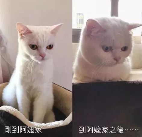 网友家装潢,猫咪放在妈妈家,结果 厉害了我的猫