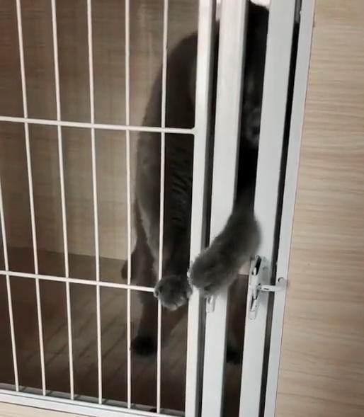 猫打开笼子想溜走, 一抬头看到主人站面前, 接下来的动作令人笑喷