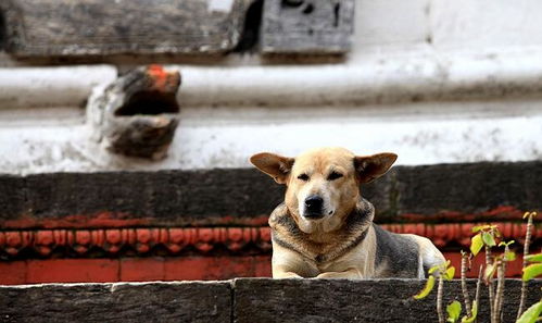 实拍 在尼泊尔,到处都有狗狗的幸福生活 图