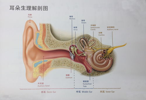 耳朵分为哪三部分各有什么作用和功能