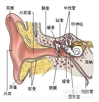 为什么掏耳朵会嗓子痒