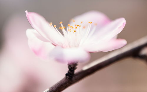 假如 三生三世十里桃花 在天台拍摄