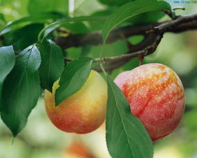 苹果树叶是什么形状,苹果树有红色的叶子吗？