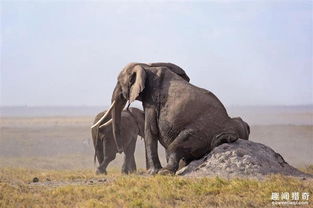 一群不正经大象跑到蚁窝给屁股蹭痒痒,求蚁后心理阴影面积