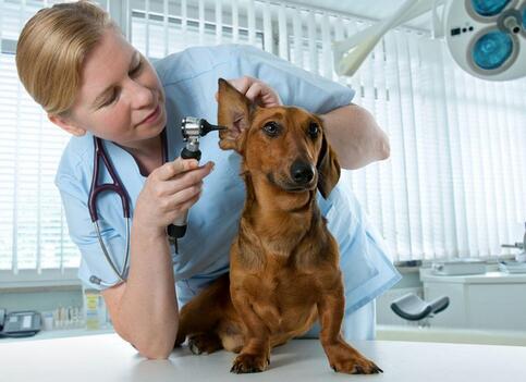 狗狗看兽医就很紧张该怎么办