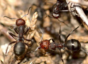 饲养蚂蚁的基础事项